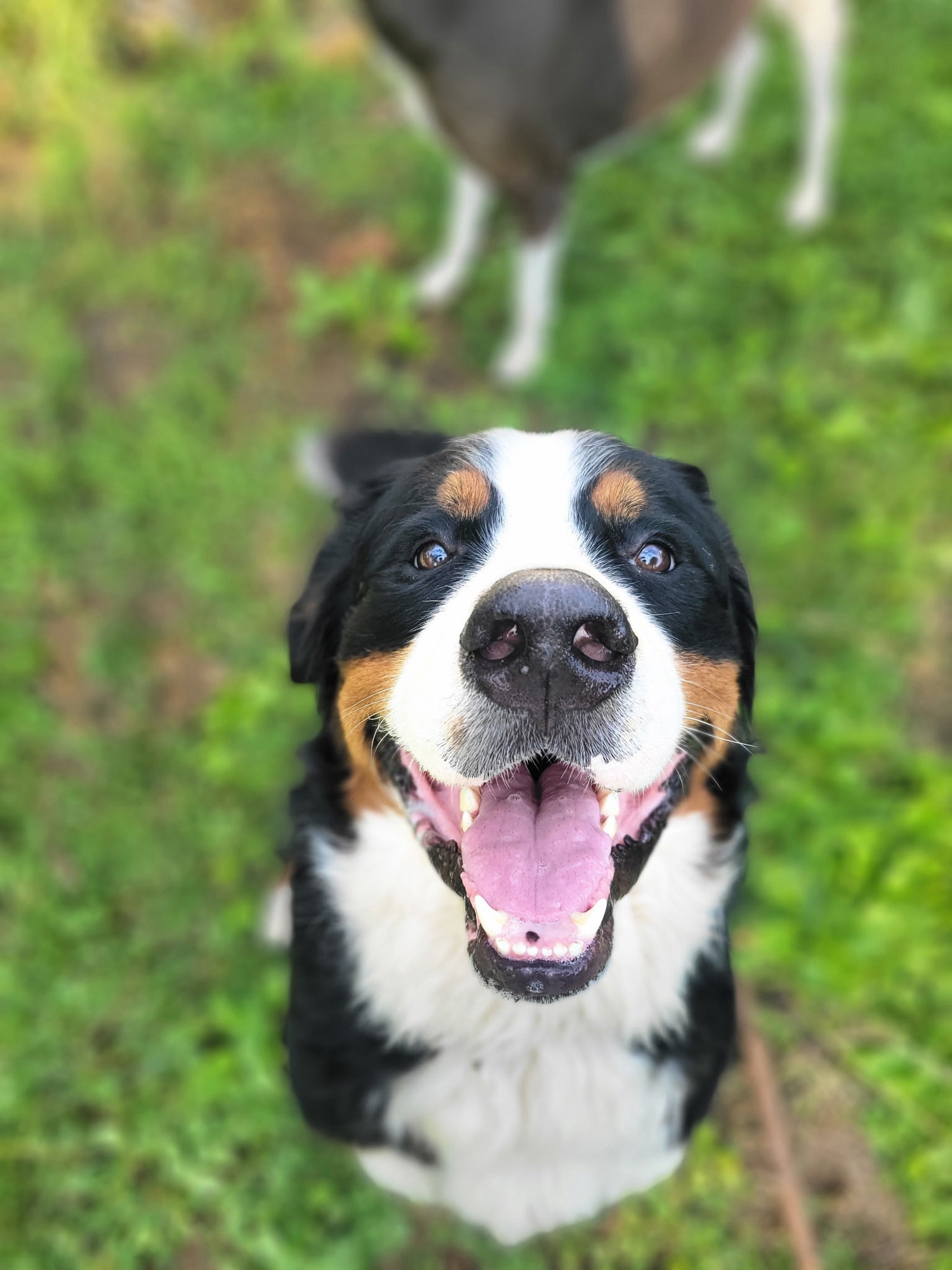 Griffin, a Bernese Mountain Dog, sitting in grass with his mouth wide open